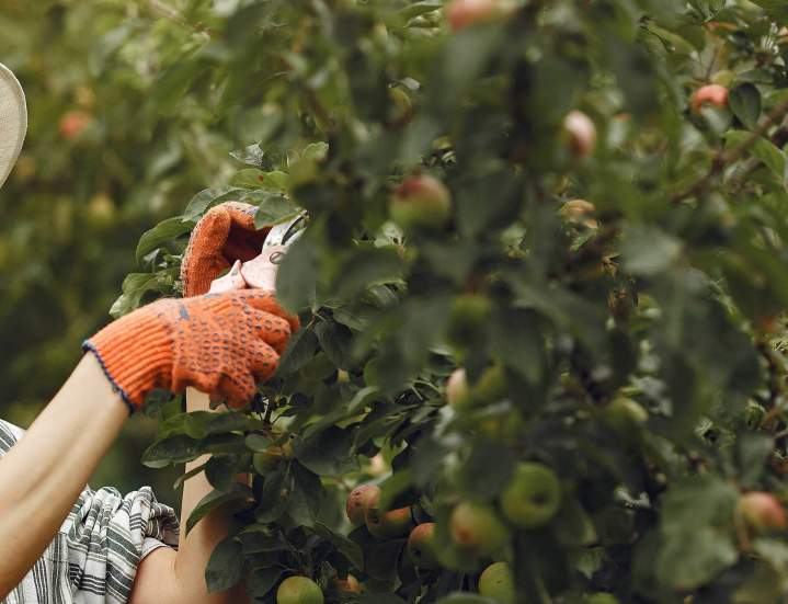 Santé arbre fruitier Cournon-d'Auvergne