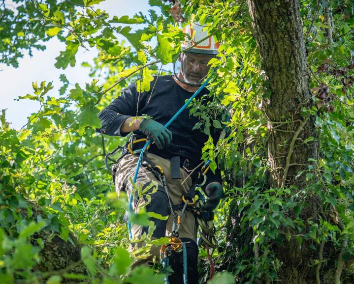 Élagueur professionnel Cournon-d'Auvergne