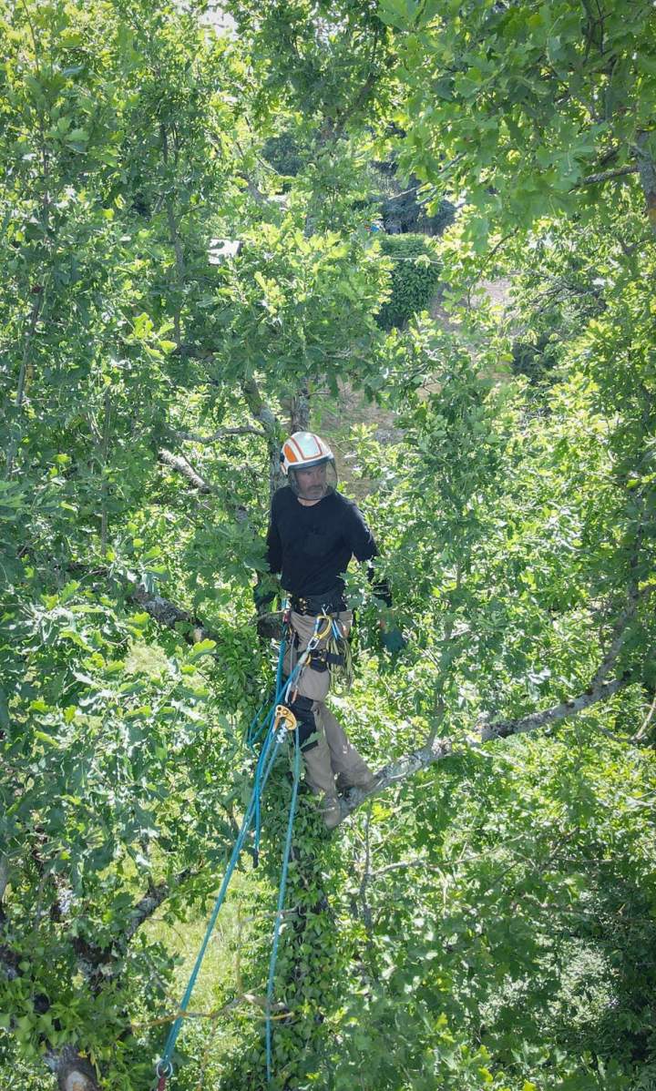 Travaux arboricoles Cournon d'Auvergne (3)