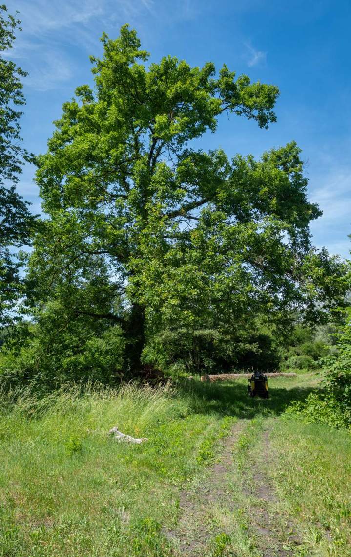 Travaux arboricoles Cournon d'Auvergne (7)
