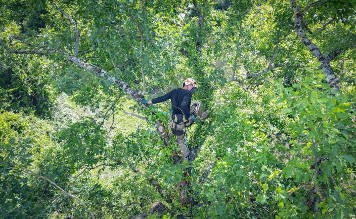 Travaux arboricoles Cournon d'Auvergne (2)